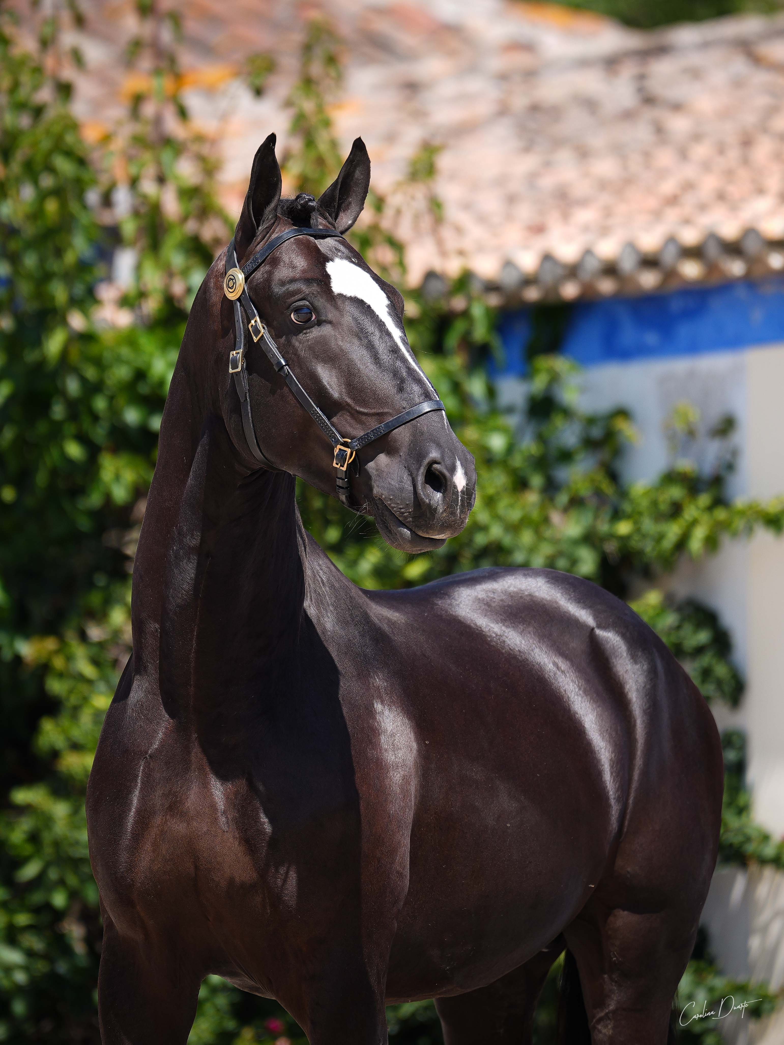 Coudelaria
