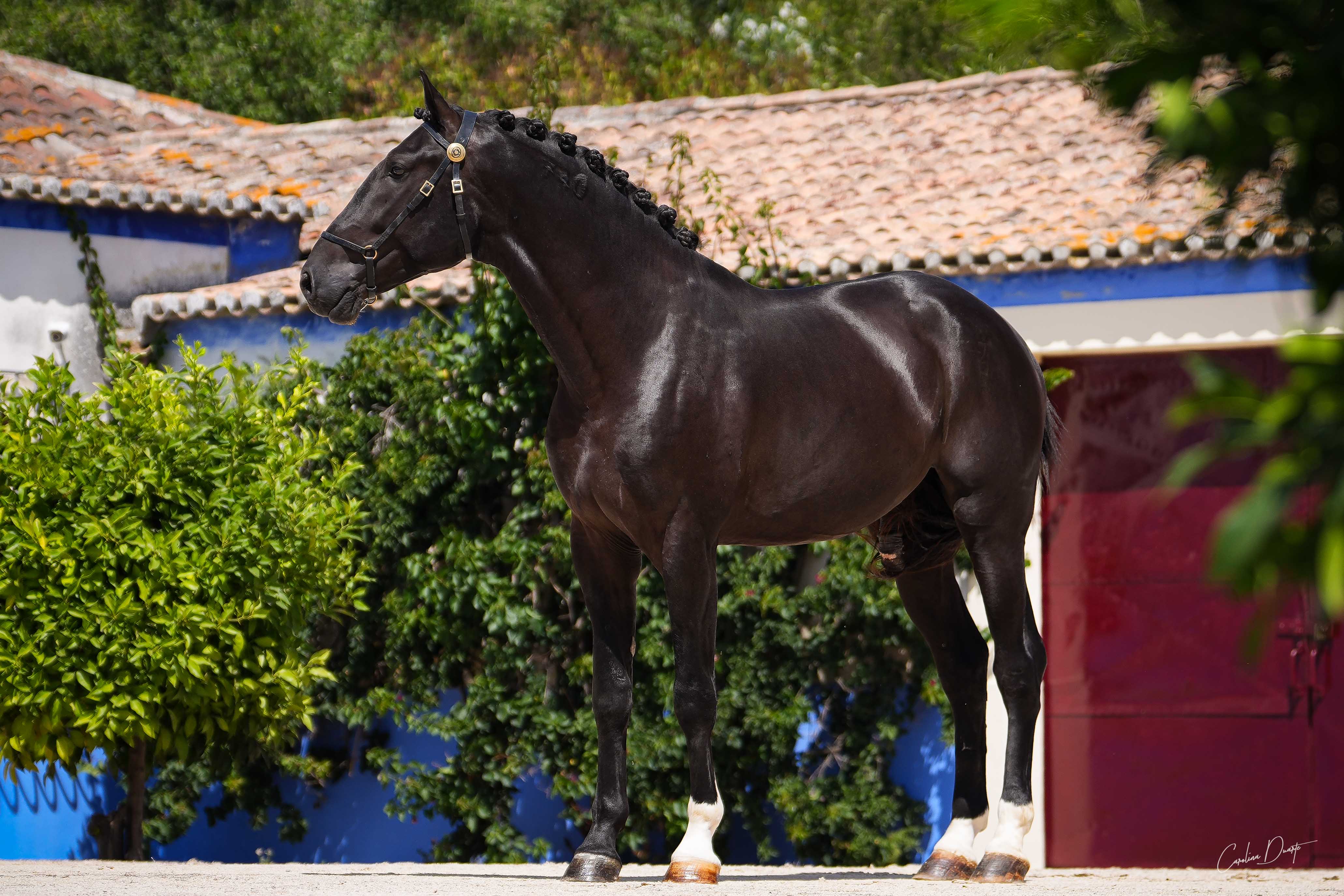Coudelaria