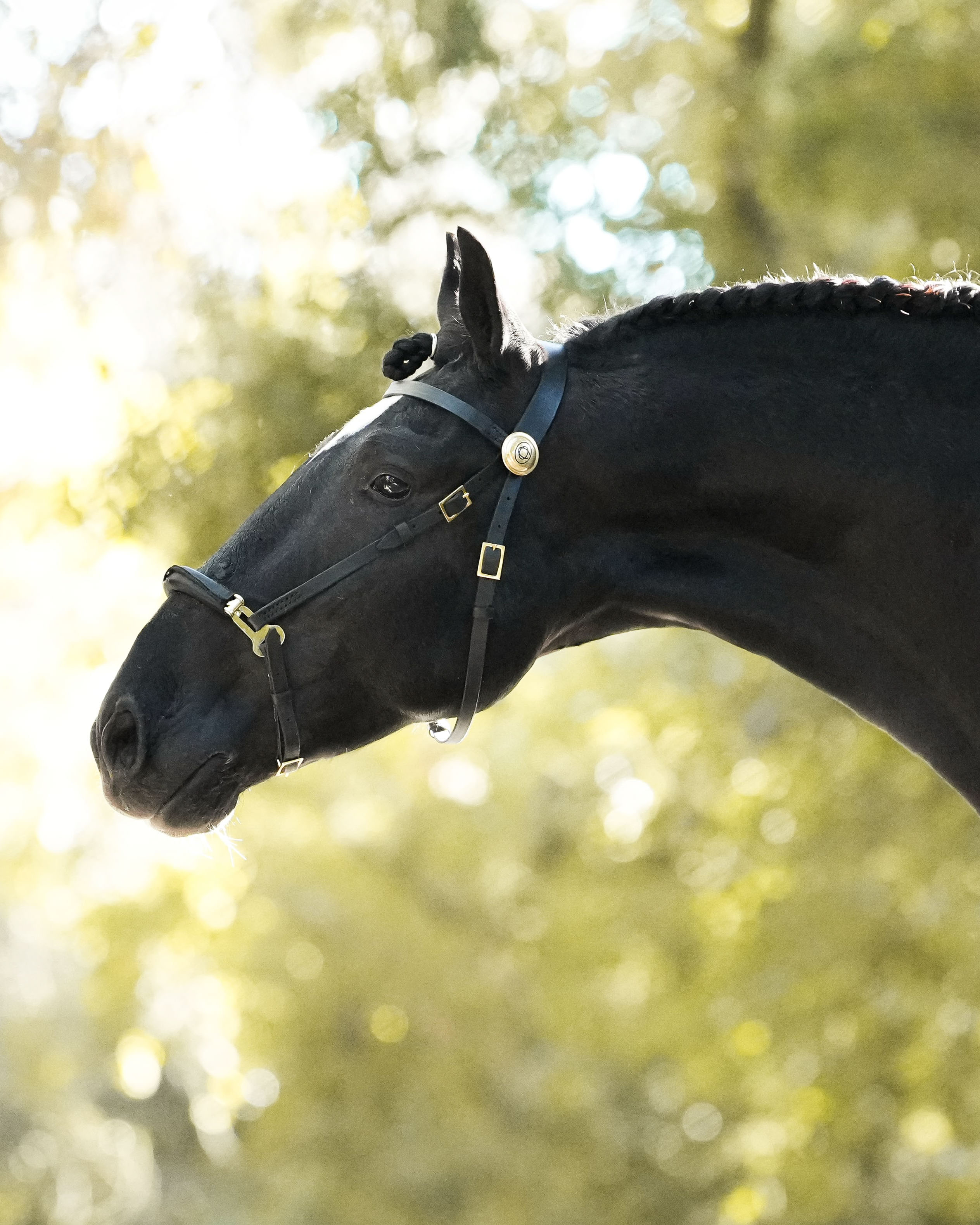 Coudelaria